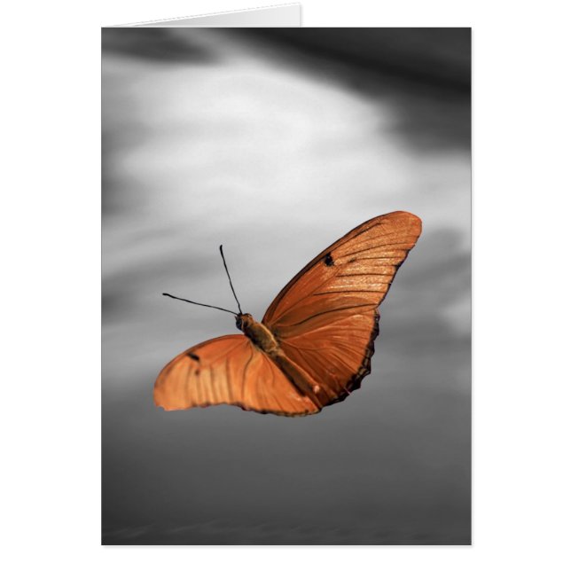 Atardecer con mariposa (Frente)