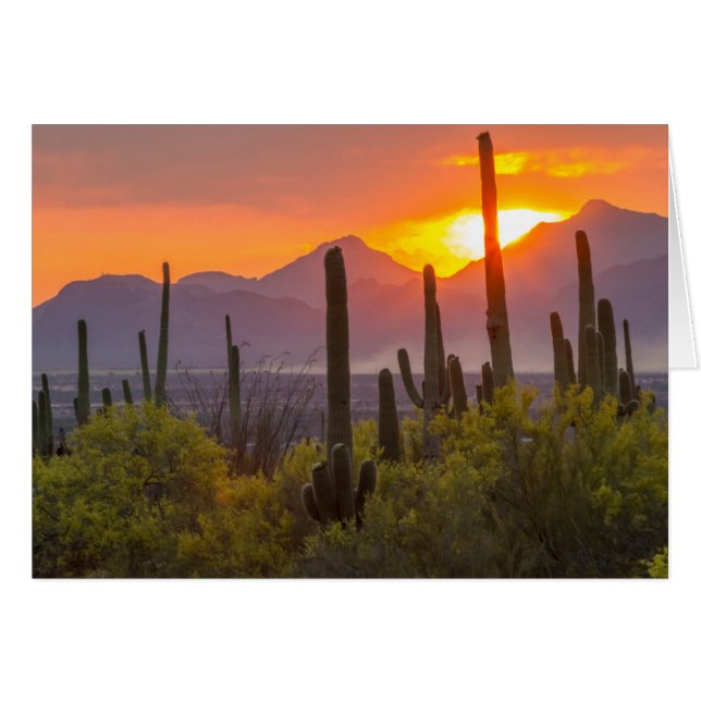 Atardecer de cactus del desierto, Arizona (Anverso (Horizontal))