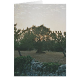 Atardecer en el Olivar