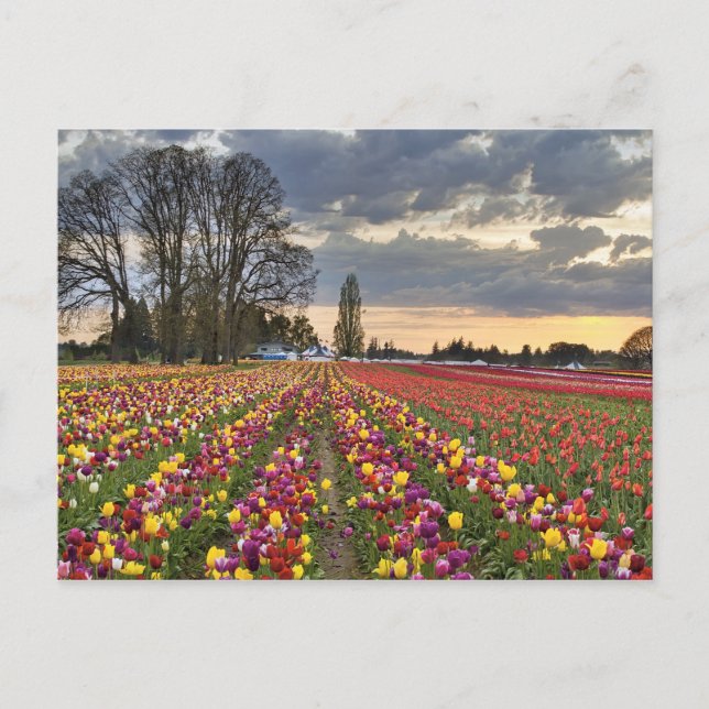 Atardecer en la tarjeta postal Tulip Farm (Anverso)