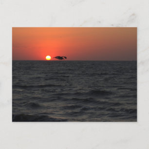 Atardecer oceánico con postal de gaviota