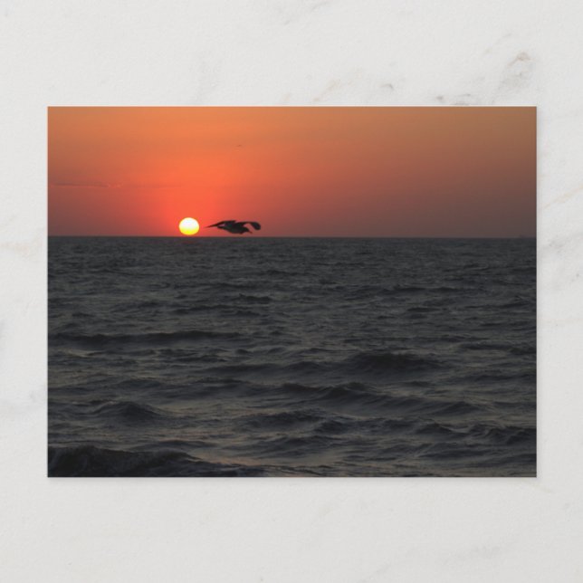 Atardecer oceánico con postal de gaviota (Anverso)