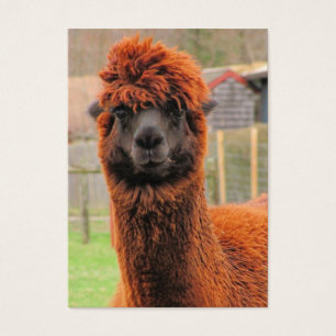 ATC curioso del ~ de la alpaca