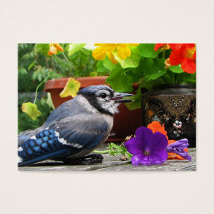 ATC del arrendajo azul y de las flores