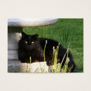 ATC del ~ del gato 120