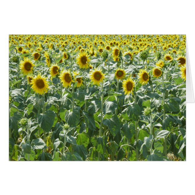 Atención (Anverso (Horizontal))