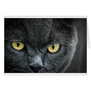 Aterradores ojos de gato