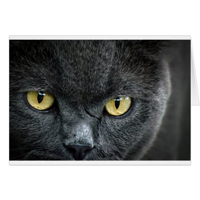 Aterradores ojos de gato (Anverso (Horizontal))