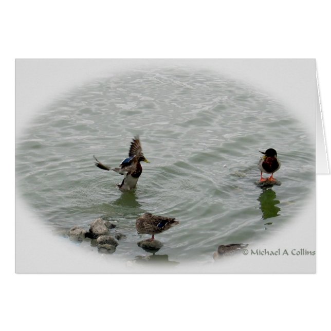 Aterrizaje (Anverso (Horizontal))