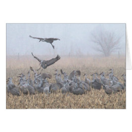 Aterrizaje brumoso de Nebraska de la mañana