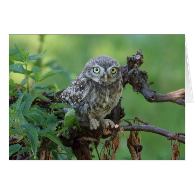 Athene noctua (Anverso (Horizontal))