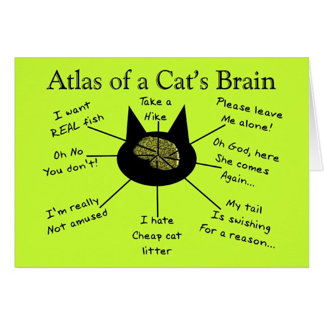 Atlas del cerebro de un gato (Anverso (Horizontal))