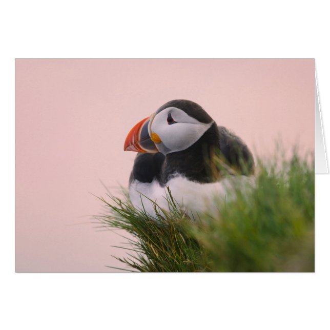 Atlético de Puffin (Fratercula arctica) (Anverso (Horizontal))