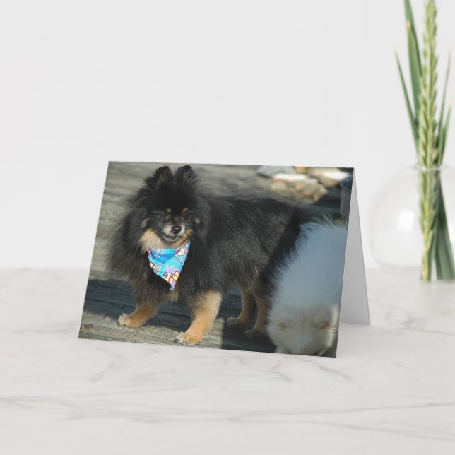 Atractivo Fiesta de Pomerania ~ Tarjeta de cumplea (Anverso)