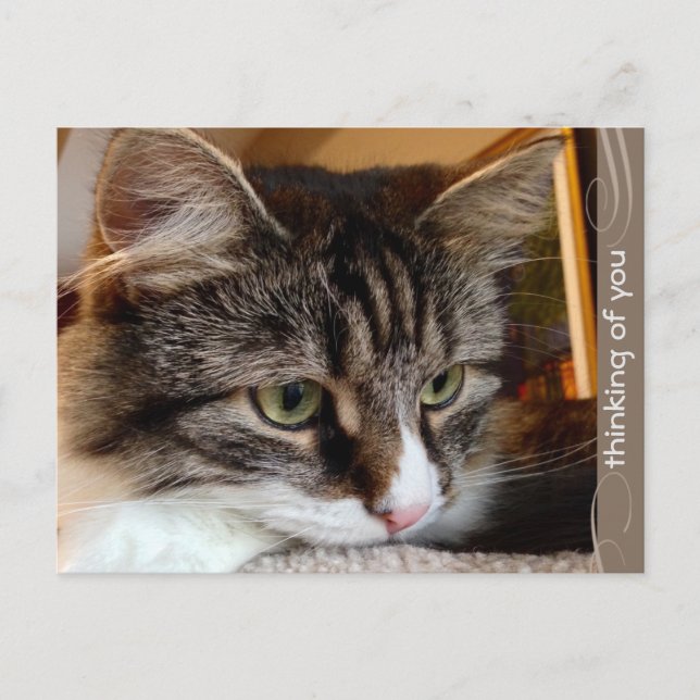 Atractivo pensamiento siberiano de tu postal (Anverso)