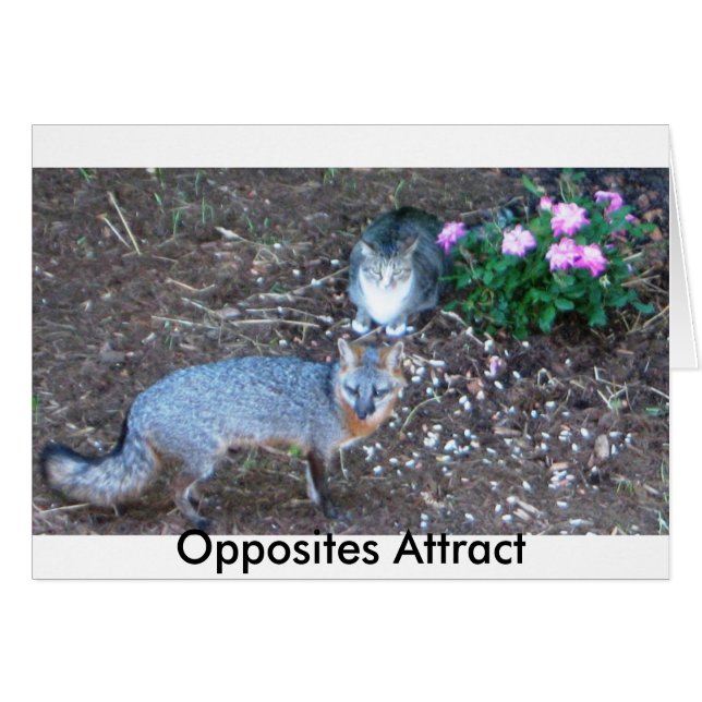 Atraer opuestos (Anverso (Horizontal))