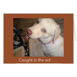 Atrapado en el acto de amarte laboratorio amarillo