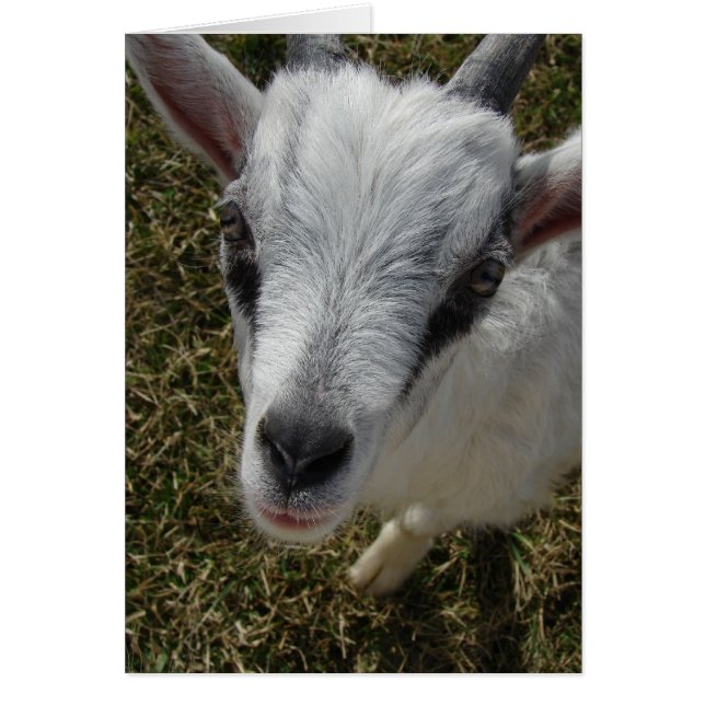 Atraviesa a Billy Kid (Frente)