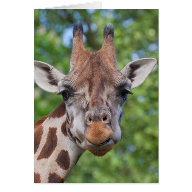 Attentive Giraffe (Frente)