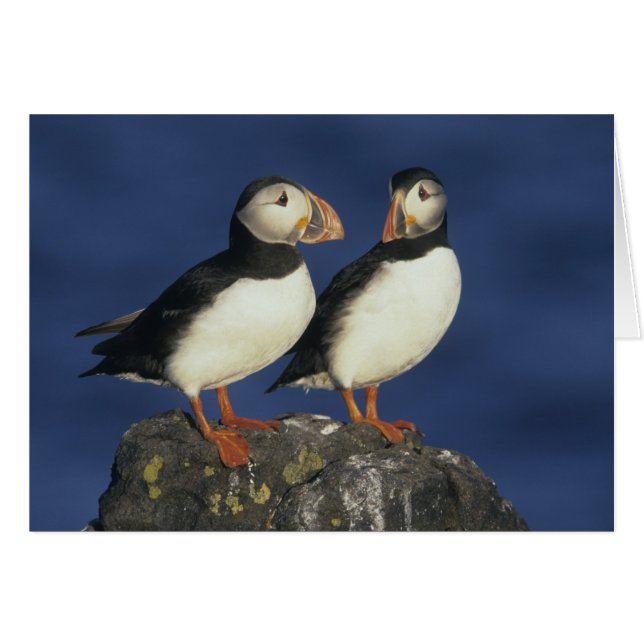 Atún (Anverso (Horizontal))