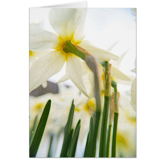 audiencia de daffodil