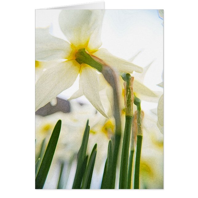 audiencia de daffodil (Frente)