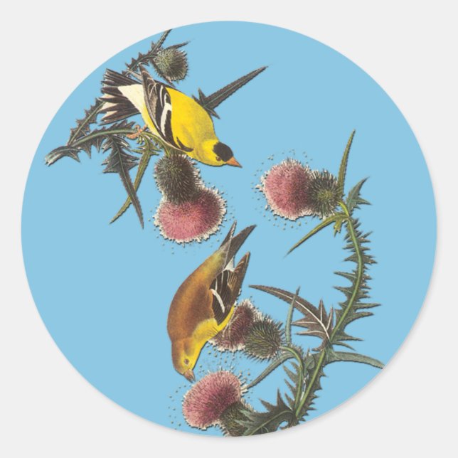 Audubon American Goldfinch Bird Art Pegatinas (Anverso)