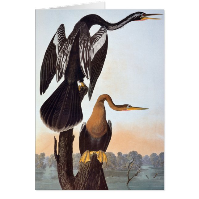 Audubon: Anhinga (Frente)