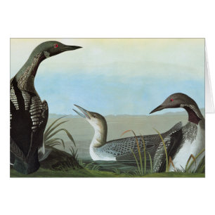 Audubon: Bribón ártico