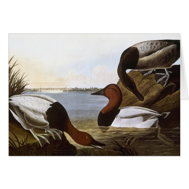 Audubon: Canvasback (Anverso (Horizontal))