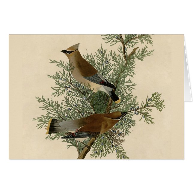 Audubon Cedar Waxwing (Anverso (Horizontal))