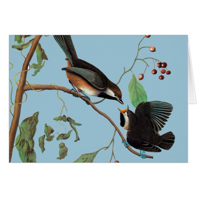 Audubon: Chickadee (Anverso (Horizontal))