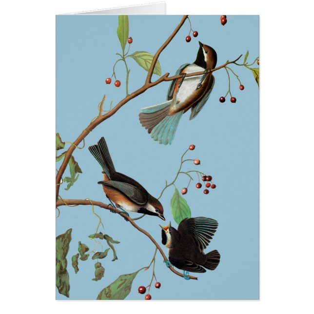 Audubon: Chickadee (Frente)