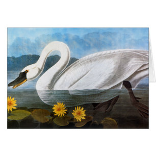 Audubon: Cisne común