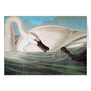Audubon: Cisne de trompetista