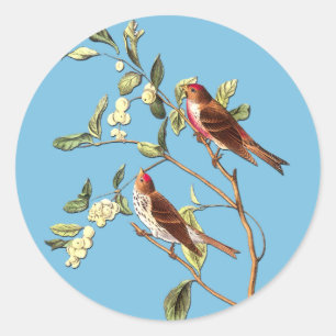 Audubon Common Redpoll Bird Pegatinas de arte
