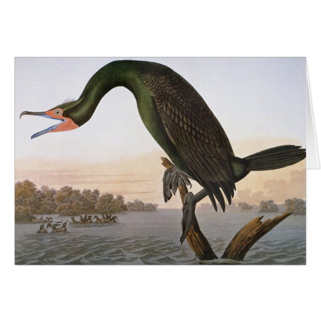 Audubon: Corredor de doble cresta (Anverso (Horizontal))