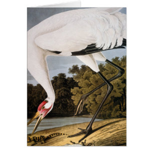 Audubon: Crana de Whooping