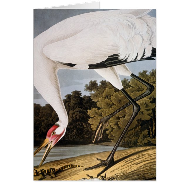 Audubon: Crana de Whooping (Frente)