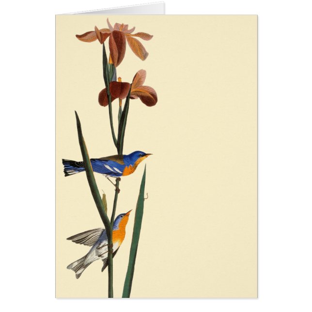 Audubon: Curruca (Frente)