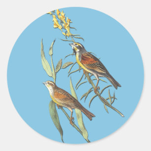 Audubon Dickcissel Bird Pegatinas de Arte