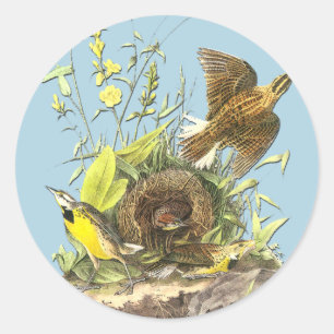 Audubon Eastern Meadowlark Bird Pegatinas