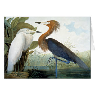 Audubon: Egret rojizo o garza púrpura