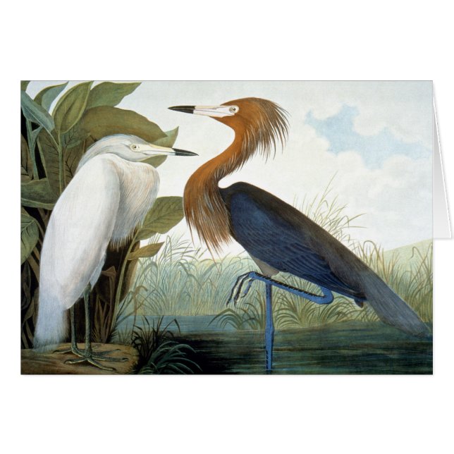 Audubon: Egret rojizo o garza púrpura (Anverso (Horizontal))