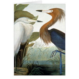 Audubon: Egret rojizo o garza púrpura