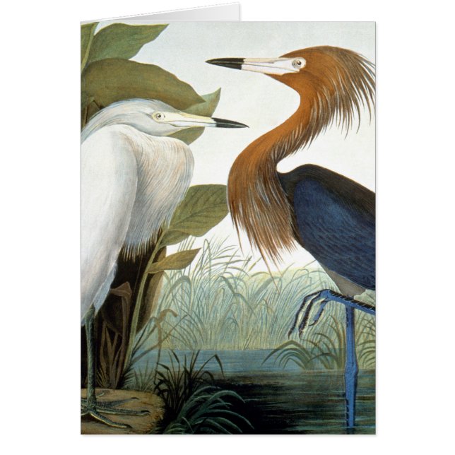 Audubon: Egret rojizo o garza púrpura (Frente)