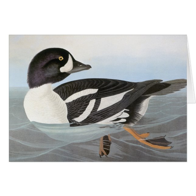 Audubon: El Goldeneye de la carretilla (Anverso (Horizontal))