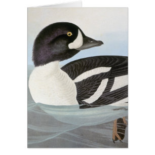 Audubon: El Goldeneye de la carretilla