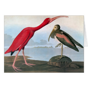 Audubon: Escarlata Ibis