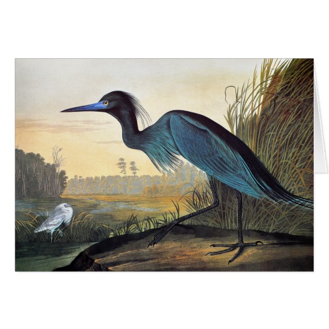 Audubon: Garza de pequeño azul (Anverso (Horizontal))